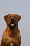 TOSA INU 363
